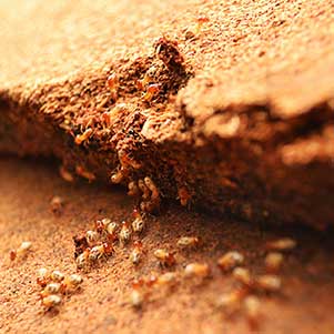 diagnostic termite